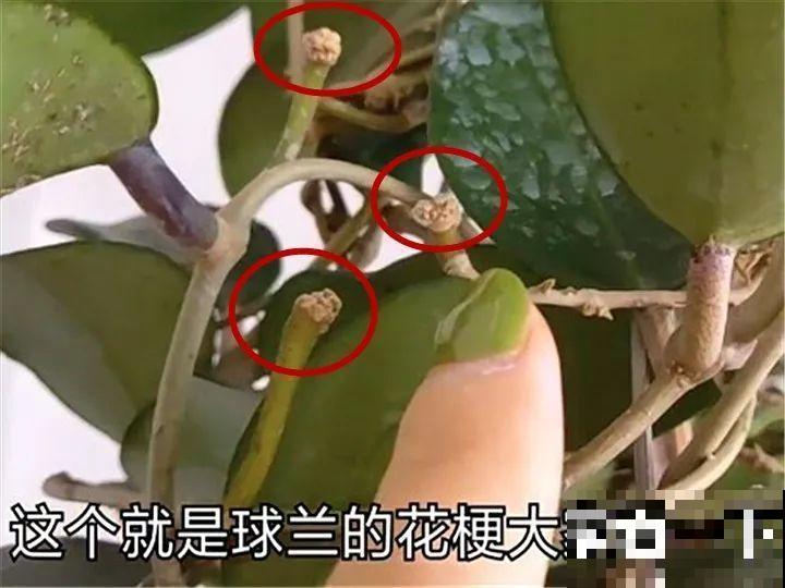 这花从春天到秋天，一茬接一茬，养在阳台美成一道风景线！