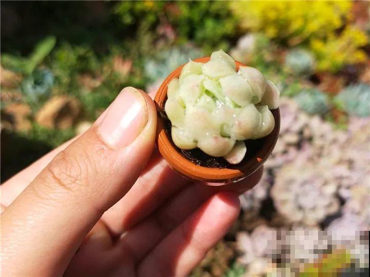 爸妈不在家，我在院子里疯狂种多肉，年年回家吓一跳！
