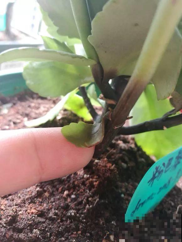 会休眠的12种花，想要安全度夏就别折腾，越浇水死的越快！