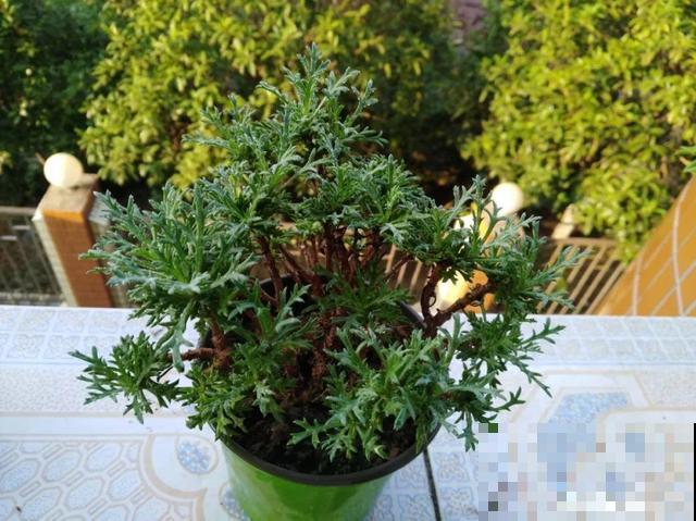 会休眠的12种花，想要安全度夏就别折腾，越浇水死的越快！