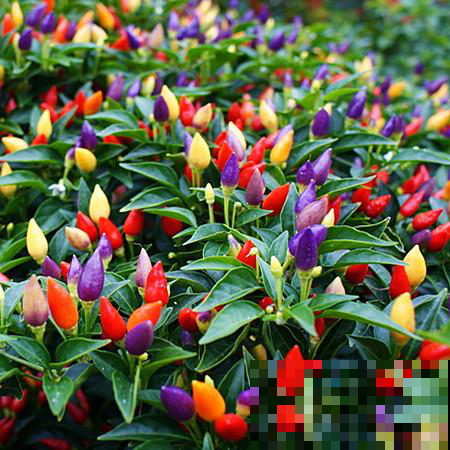 她家菜园咋比花园还美？这几种菜种盆里，五彩斑斓比花娇！