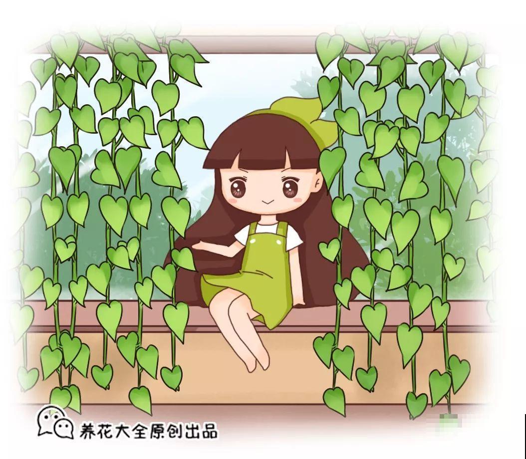 能开花的绿萝，一年四季开不败，这花养着真省心！