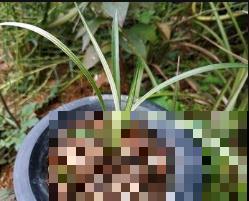 兰花盆里加上它，保水又透气，省了浇水不少事！