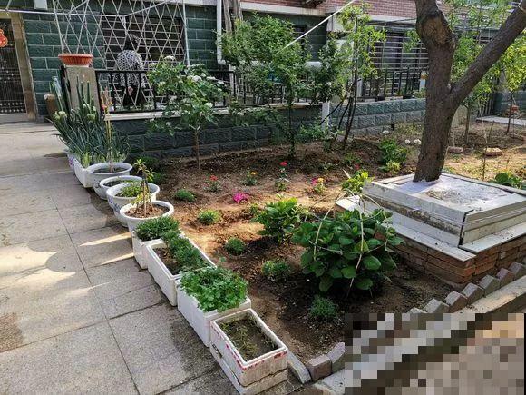羡慕家里有小菜园的，盛夏季节，通通都爆发！