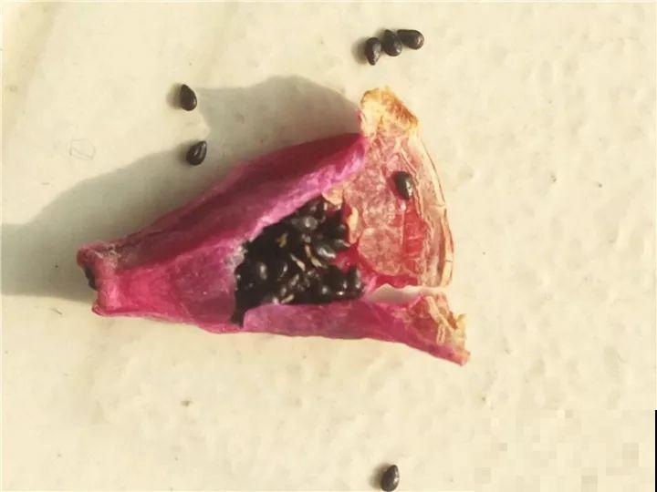 这花太能长，5年生了10麻袋，送人都送不完完！