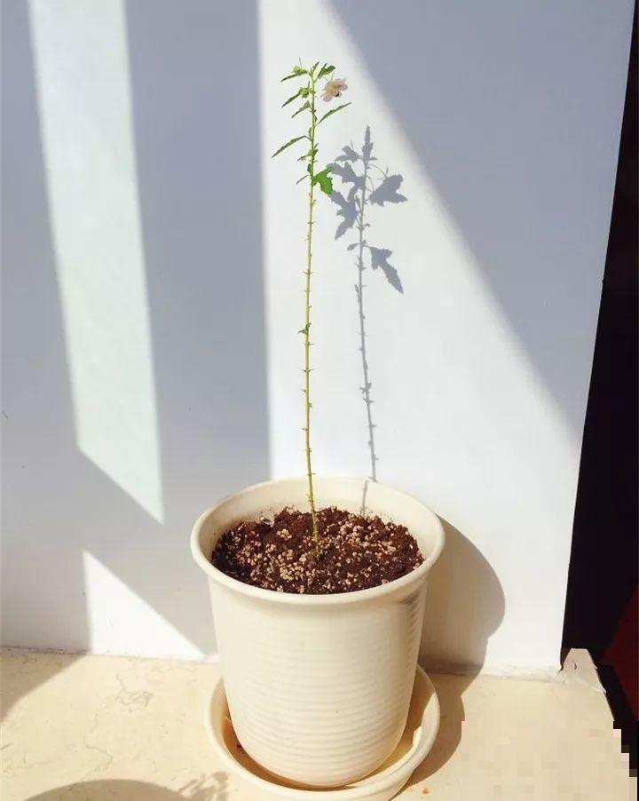 这8种花，拿棍子一绑凹个造型，身价嗖嗖往上翻！