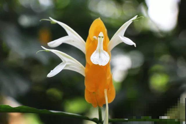 这花长得像大虾，看着就很有食欲，可在东北人这都是“苞米”！