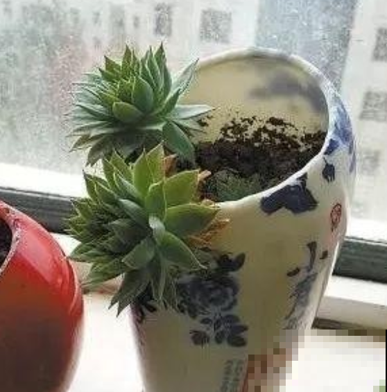 夏天喝剩的酒瓶，摇身一变成美花盆，赚到了！