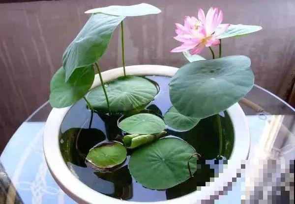 这花就得多喝水，1天1瓢水，轻轻松松养爆盆！