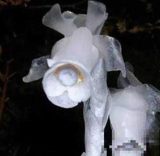 这几种花的虽然名字吓人，但花一开，各个都是小可爱！
