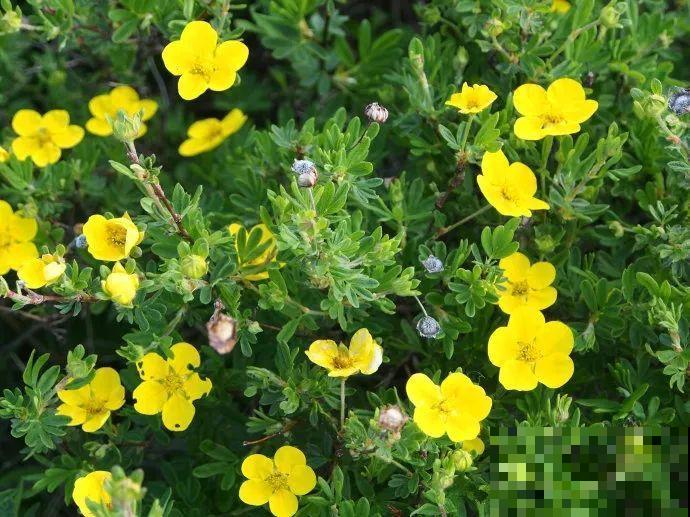 这花长得像大虾，看着就很有食欲，可在东北人这都是“苞米”！