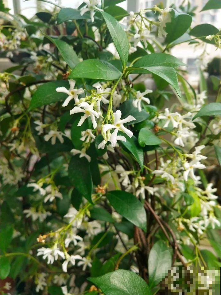 小窗台养这5种花，太阳一晒就开花，3个月爬满墙！