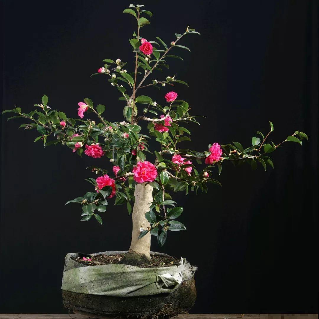 公认难养的花，他花10年时间养成盆景，价值翻倍！