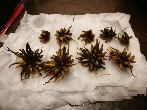 2块钱的花，一盆能开20朵，来年生出一堆小爪子！