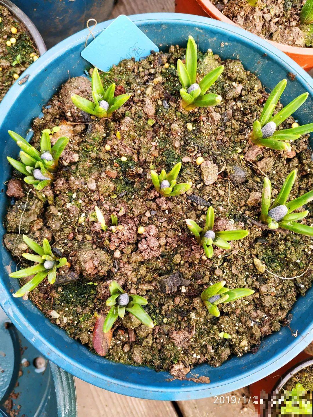 今年养盆便宜花，明年丰收一大筐，省了不少钱！