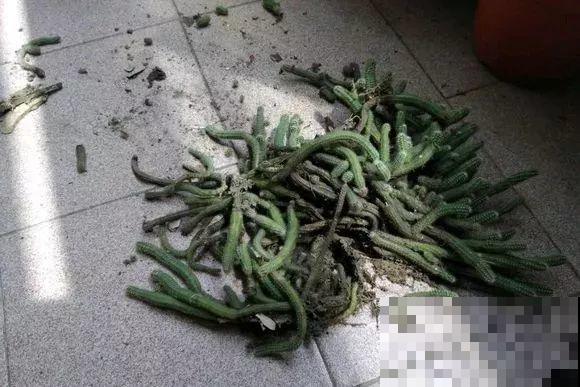 她家花盆里爬满了毛毛虫，越晒越开花，比月季还好看！