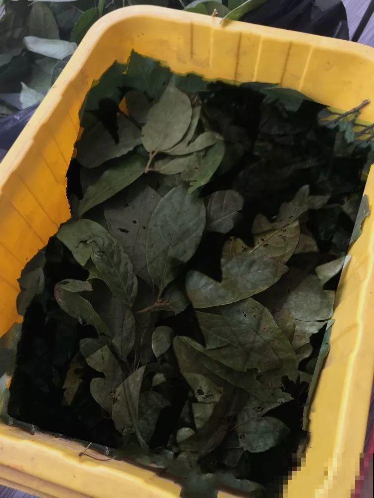 土里加点料，找个袋子捂一捂，秋天给花用了疯长狂开花！