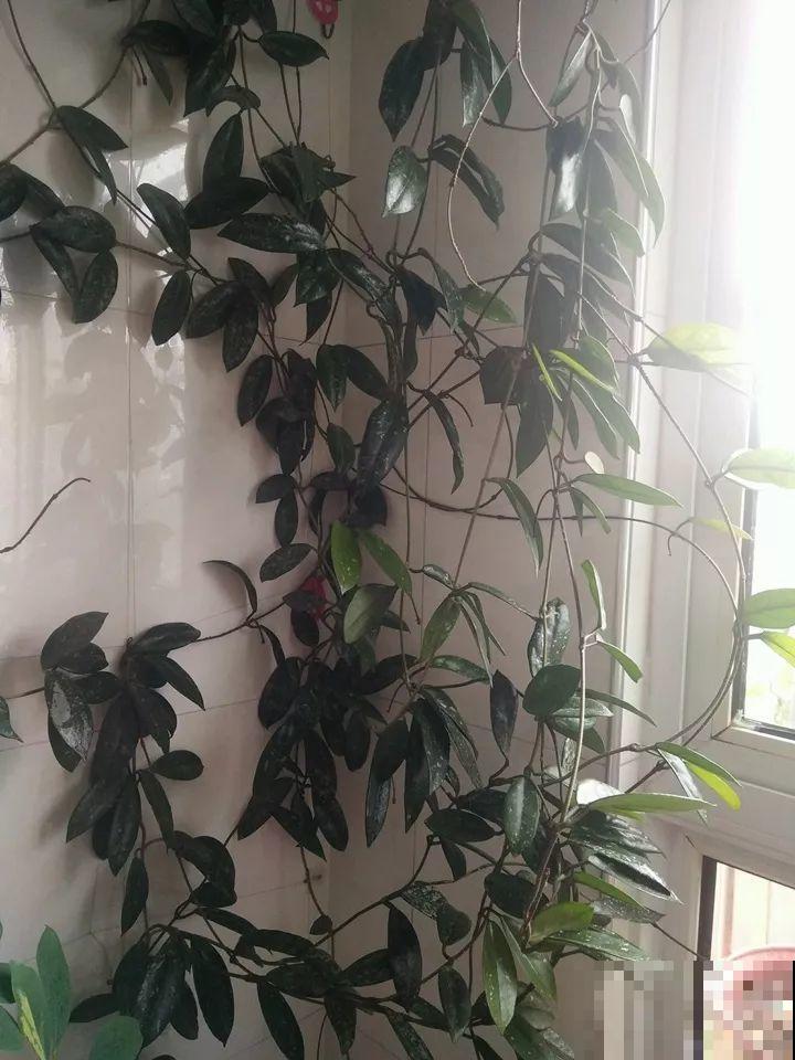 这花从春天到秋天，一茬接一茬，养在阳台美成一道风景线！