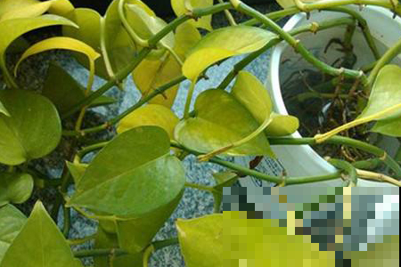 水少了黄叶，水多了伤根更会黄叶，这绿萝到底咋养？