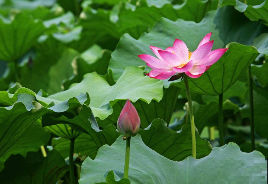 这花从小看到大，每年夏天都在开，阳台花园怎能少了它！
