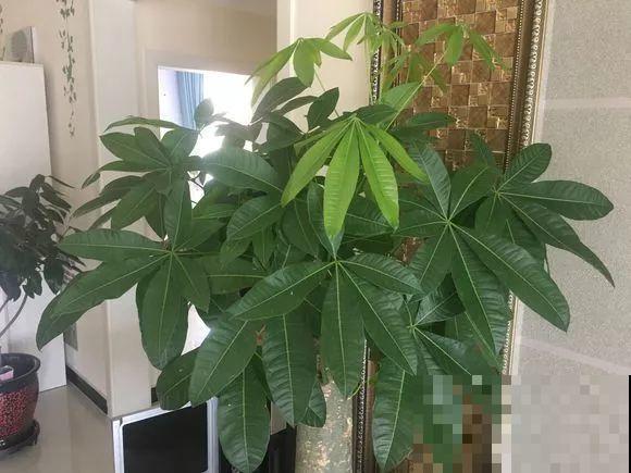 立秋了，抓紧做好这7件事，叶子绿的滴油，花立马胖10倍！
