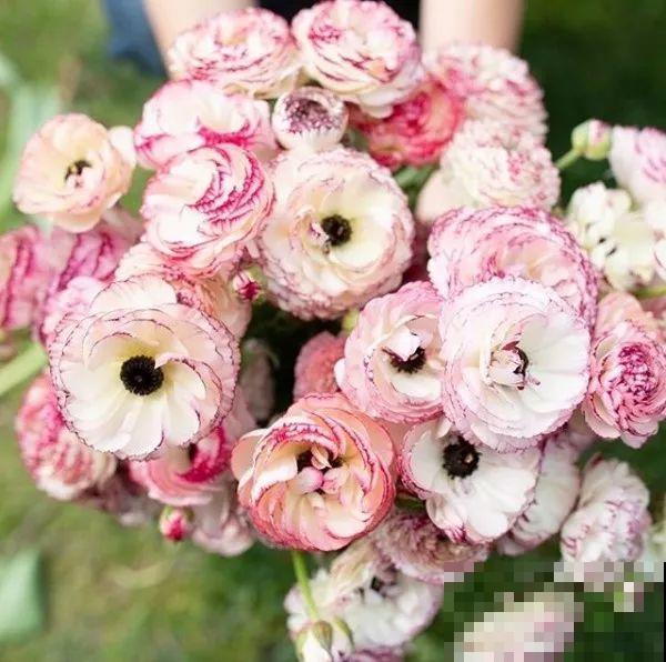 这花太能长，5年生了10麻袋，送人都送不完完！