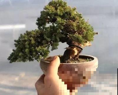 这花巴掌大，盆越小越挤，长得越旺盛！