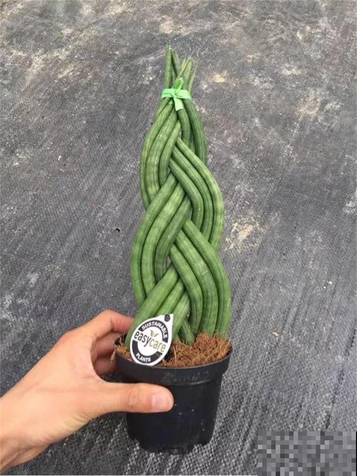 3种便宜花，被爷爷辫成辫子，颜值飙升秒变艺术品！