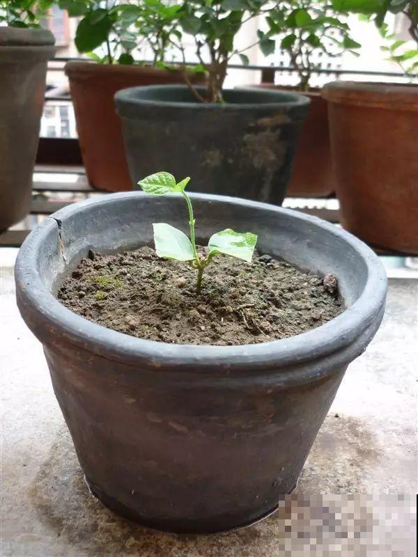这花剪一茬开一茬，越晒花越多，整个夏天屋里都是香香的！