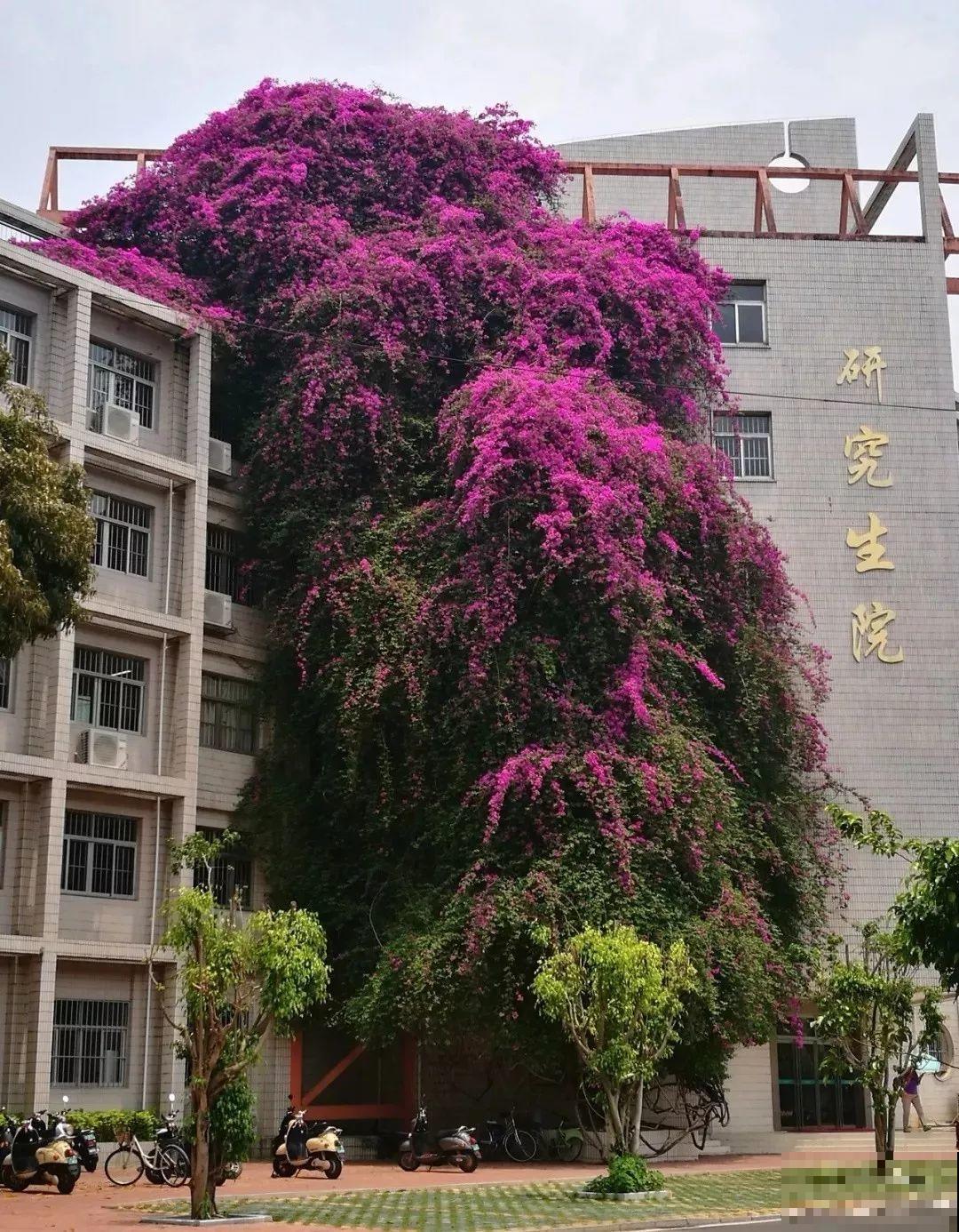 90岁老奶奶，用30年养出牡丹树王，长得比房顶还高！