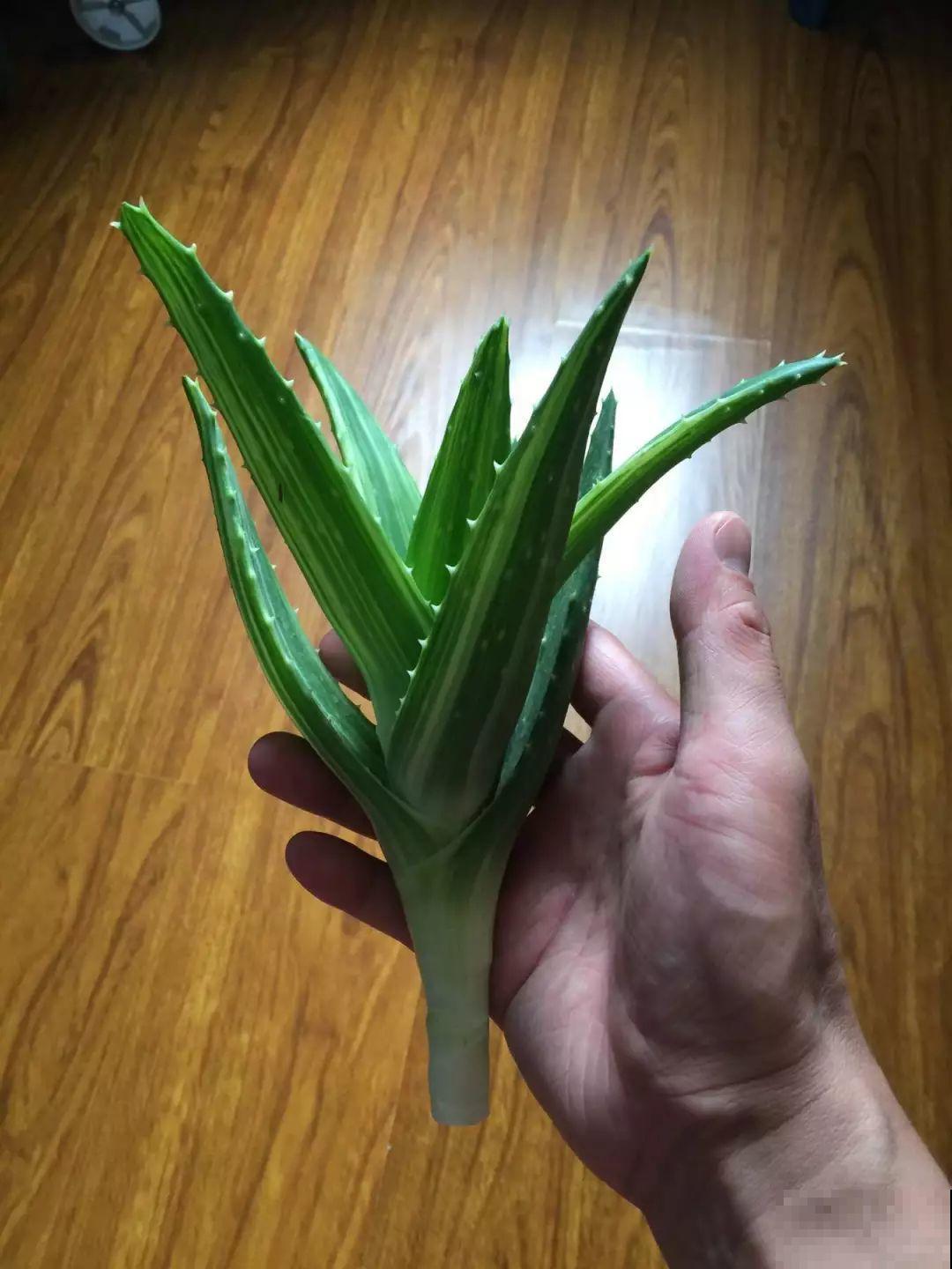 这12种花，夏天直接扔水里，蹭蹭长个开花拦不住！