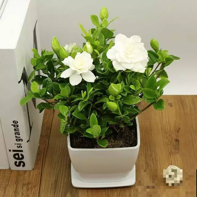 这6种花，养在家里不仅颜值高，一开花满屋飘香！