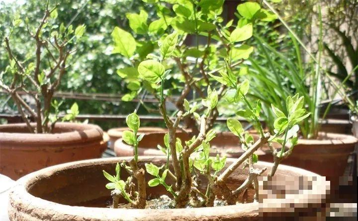 这花剪一茬开一茬，越晒花越多，整个夏天屋里都是香香的！