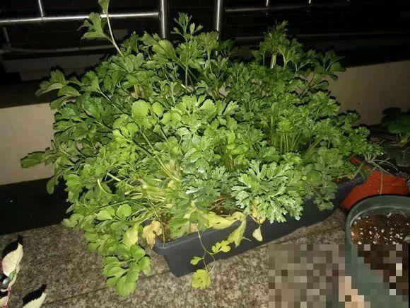 2块钱的花，一盆能开20朵，来年生出一堆小爪子！