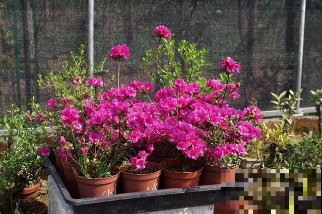 公认难养的花，他花10年时间养成盆景，价值翻倍！