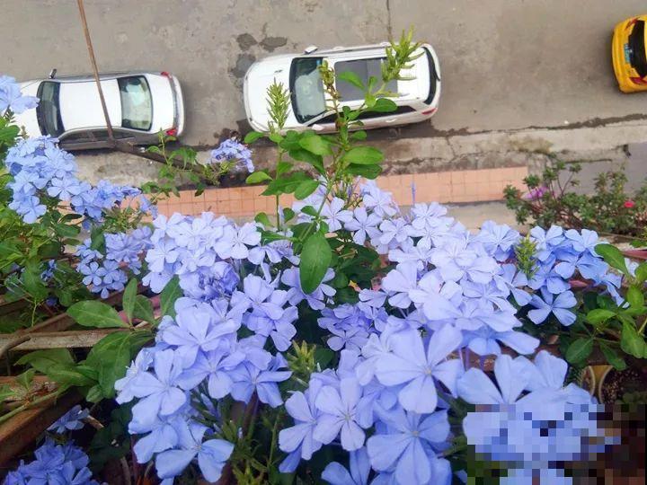 小窗台养这5种花，太阳一晒就开花，3个月爬满墙！