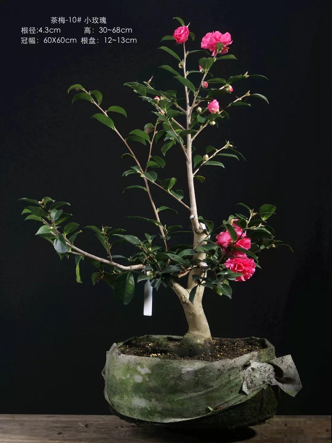 公认难养的花，他花10年时间养成盆景，价值翻倍！