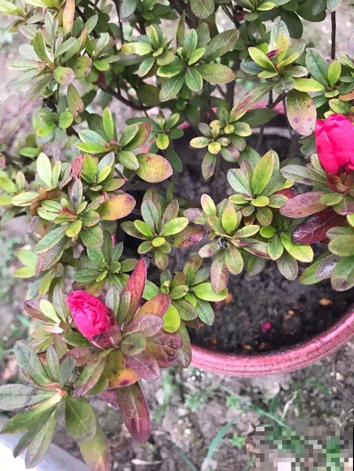 这10种花，年年收空盆，没点经验还真不敢养！