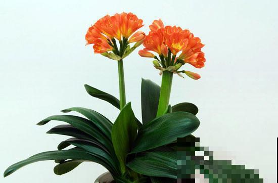 六种花必选，是数一数二的耐阴王，你家养了哪一些？