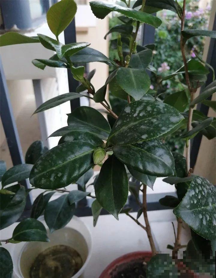 茶花8月冒花苞，赶紧剪一半，不然一年没花赏！