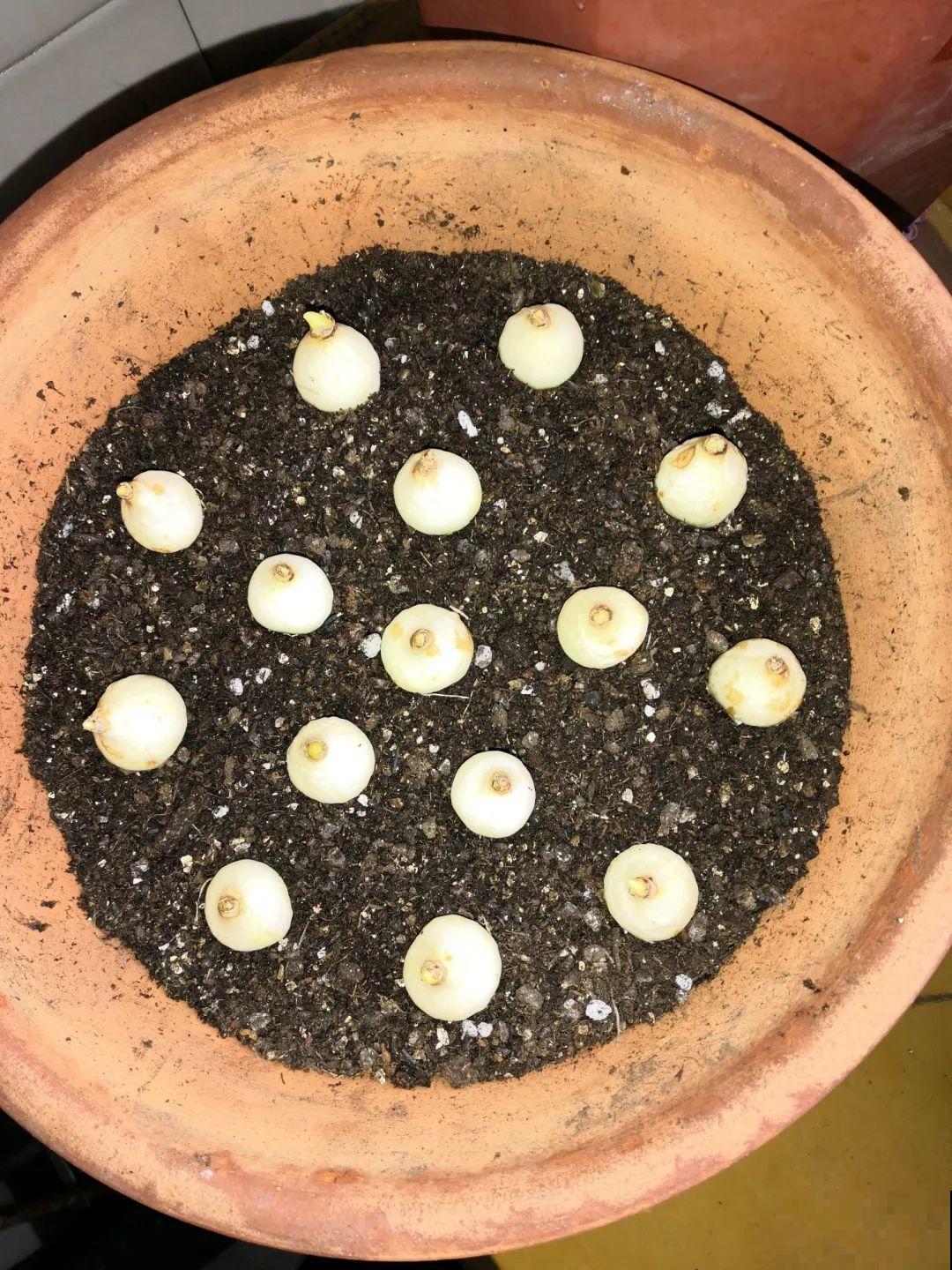 今年养盆便宜花，明年丰收一大筐，省了不少钱！
