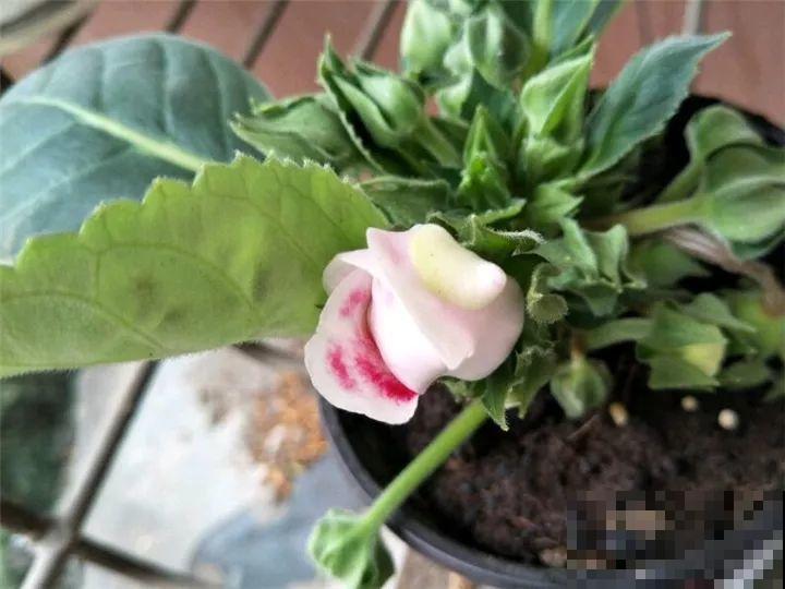 这花超耐阴，1片叶子扦插8盆，开起花来就没停过！