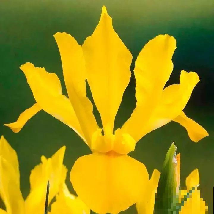 2块钱的便宜花，沾土能开大半年，冬天再冷也冻不死！