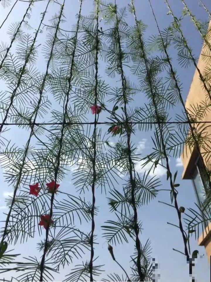 能开花的绿萝，一年四季开不败，这花养着真省心！