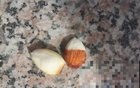 桃子吃完核别急着扔，这么简单几步，亲手种出可爱小桃树！