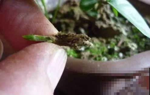 这花剪一茬开一茬，越晒花越多，整个夏天屋里都是香香的！
