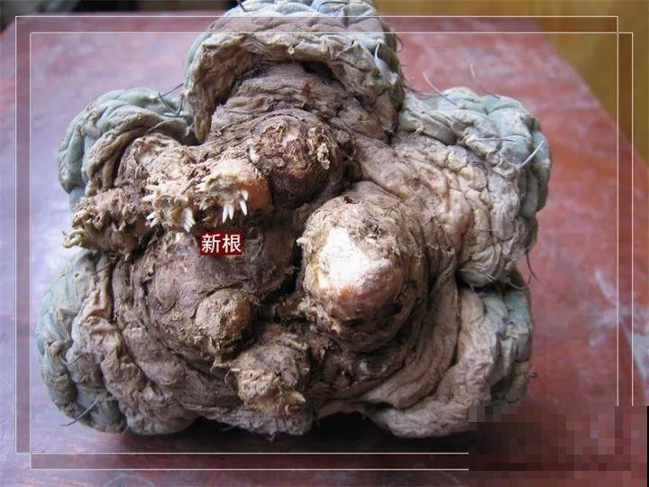 养花不生根？赶紧塞团卫生纸，大白根蹭蹭冒！