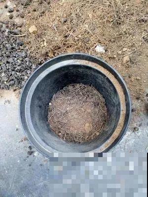 谁说这花夏必死？剪一刀添点土，立秋呼呼长新叶！