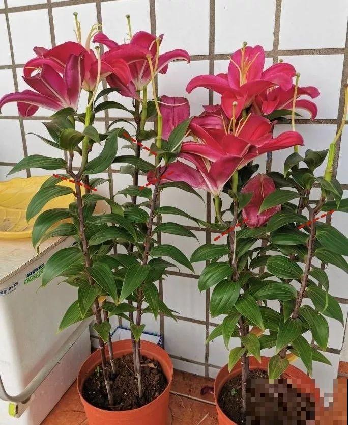 3种花开败了别等，赶紧剪一刀，下个月还能接着开！