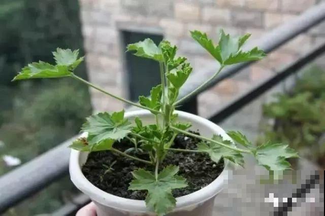夏天养花黄叶子？赶紧剪一下，10天叶片绿的直滴油！